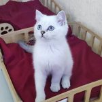 Laki-male-Scottish-Straight-cat-puppy-for-sale-1 (1)