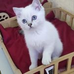 Laki-male-Scottish-Straight-cat-puppy-for-sale-1 (2)