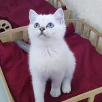Laki-male-Scottish-Straight-cat-puppy-for-sale-1 (4)