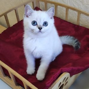 Miki British Shorthair
