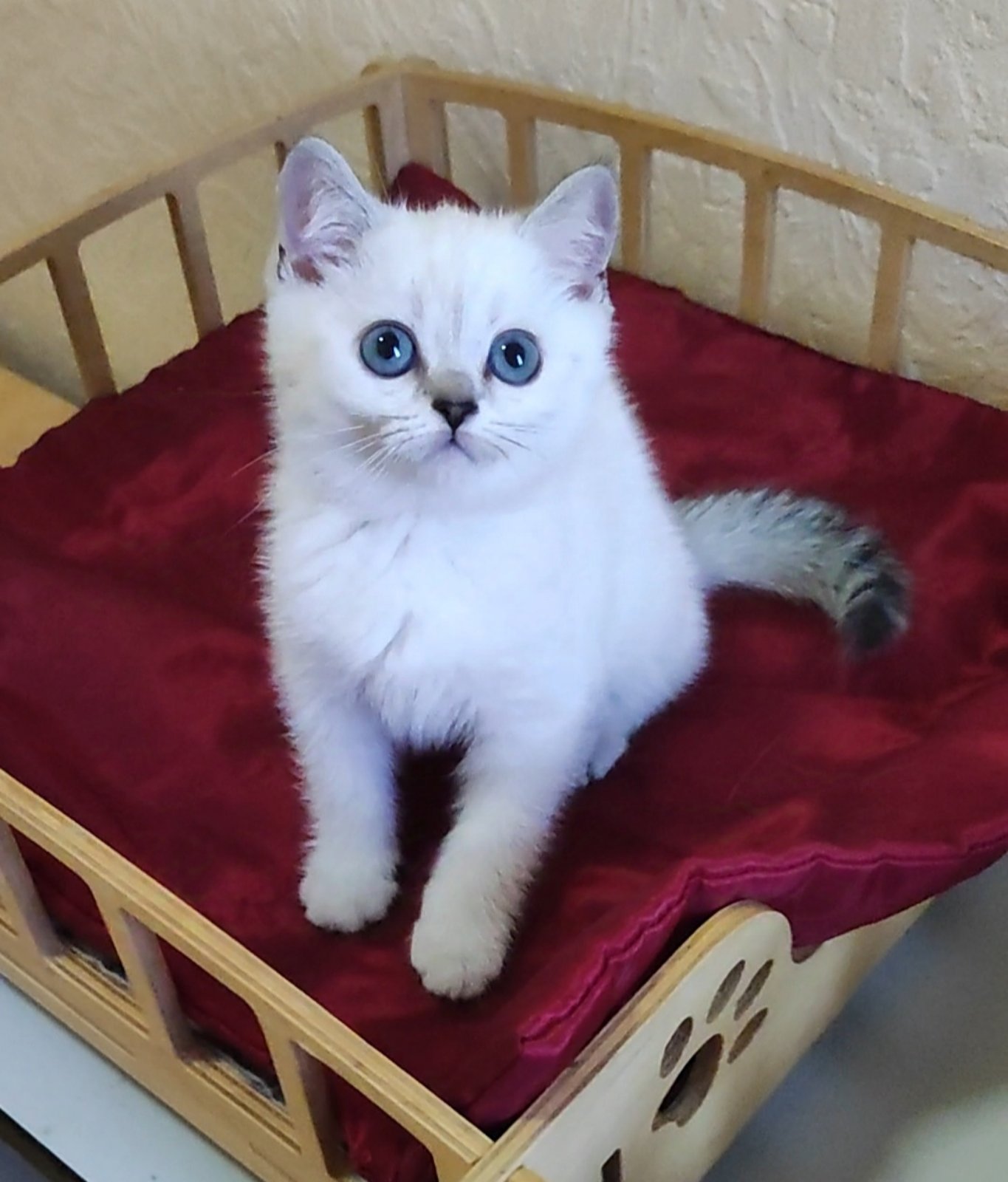 Miki British Shorthair