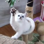 Miki-male-British-Shorthair-cat-puppy-for-sale-1 (2)