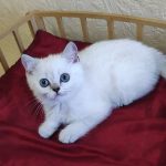 Miki-male-British-Shorthair-cat-puppy-for-sale-1 (3)