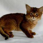 Greta Somali