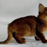 Sun-male-Somali-cat-puppy-for-sale-1 (2)