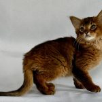 Sun-male-Somali-cat-puppy-for-sale-1 (3)
