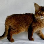 Sun-male-Somali-cat-puppy-for-sale-1 (4)