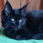 Tami-female-maine-Coon-cat-puppy-for-sale-1 (1)