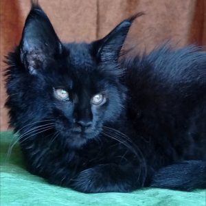 Tami Maine Coon
