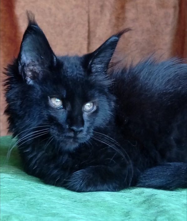 Tami Maine Coon