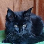 Tami-female-maine-Coon-cat-puppy-for-sale-1 (2)