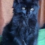 Tami-female-maine-Coon-cat-puppy-for-sale-1 (3)