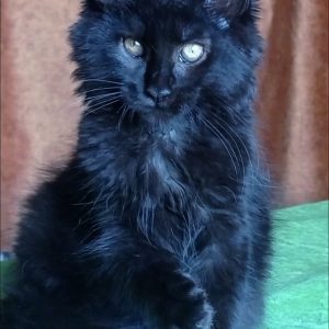 Tami Maine Coon
