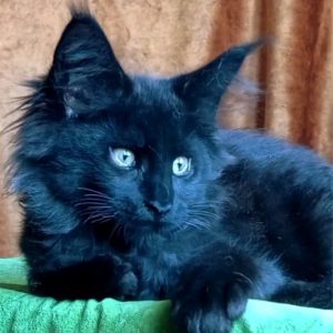 Tami sweet Maine Coon
