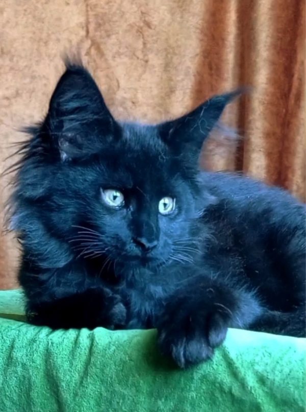 Tami sweet Maine Coon