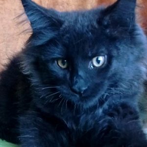 Tami sweet Maine Coon