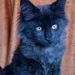 Tami-sweet-male-maine-Coon-cat-puppy-for-sale-1 (3)