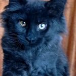 Tami-sweet-male-maine-Coon-cat-puppy-for-sale-1 (4)