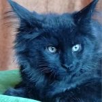 Tami-sweet-male-maine-Coon-cat-puppy-for-sale-1 (5)