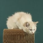 Thomasina-female-ragdoll-cat-puppy-for-sale-1 (1)