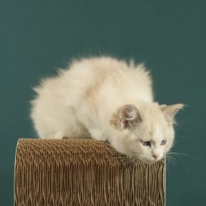 Thomasina Ragdoll