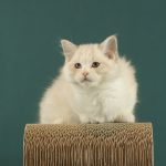 Celeste Ragdoll