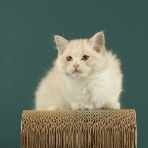 Thomasina Ragdoll