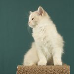 Thomasina-female-ragdoll-cat-puppy-for-sale-1 (3)
