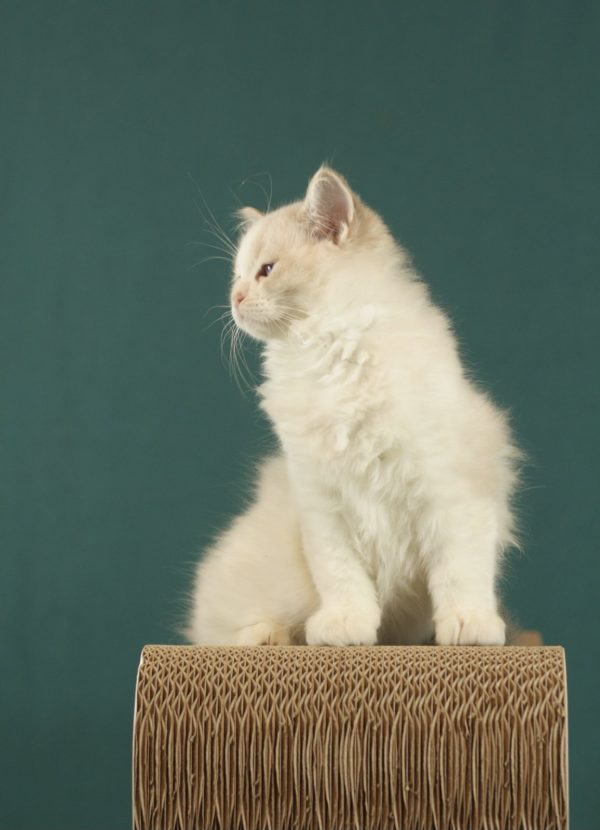 Thomasina Ragdoll