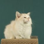 Thomasina-female-ragdoll-cat-puppy-for-sale-1 (4)