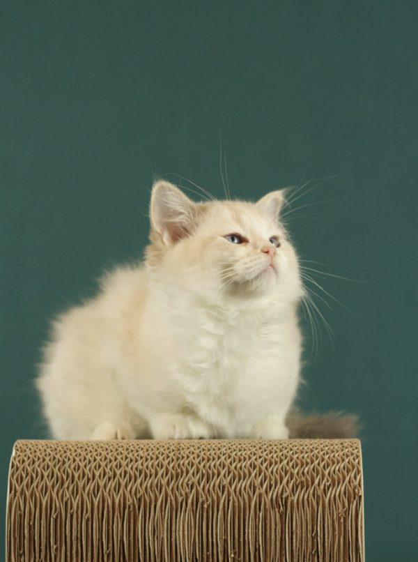 Thomasina Ragdoll