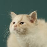 Thomasina-female-ragdoll-cat-puppy-for-sale-1 (5)