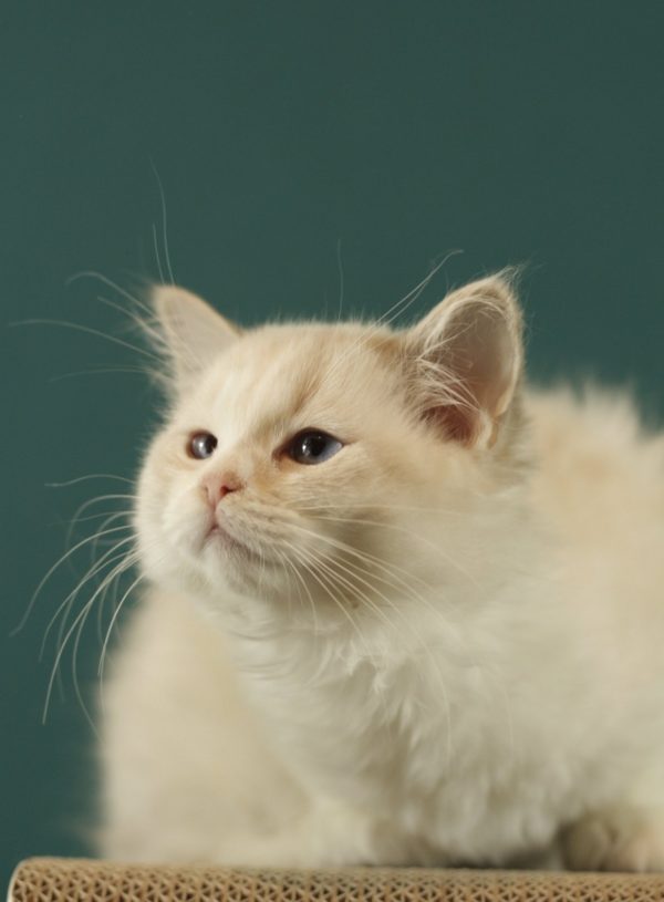Thomasina Ragdoll