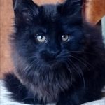 Uliann-male-maine-Coon-cat-puppy-for-sale-1 (1)