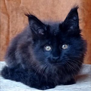 Uliann Maine Coon