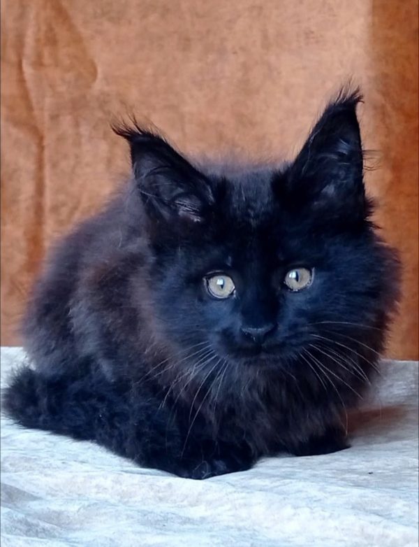 Uliann Maine Coon