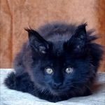 Uliann-male-maine-Coon-cat-puppy-for-sale-1 (3)
