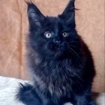 Uliann-male-maine-Coon-cat-puppy-for-sale-1 (4)
