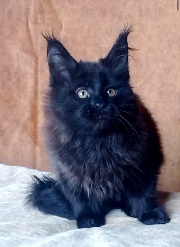 Uliann Maine Coon