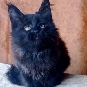 Una Maine Coon