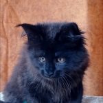 Una-female-maine-Coon-cat-puppy-for-sale-1 (2)