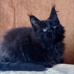 Una-female-maine-Coon-cat-puppy-for-sale-1 (3)