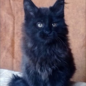 Una Maine Coon