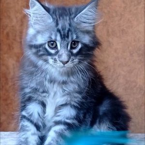 Urania Maine Coon
