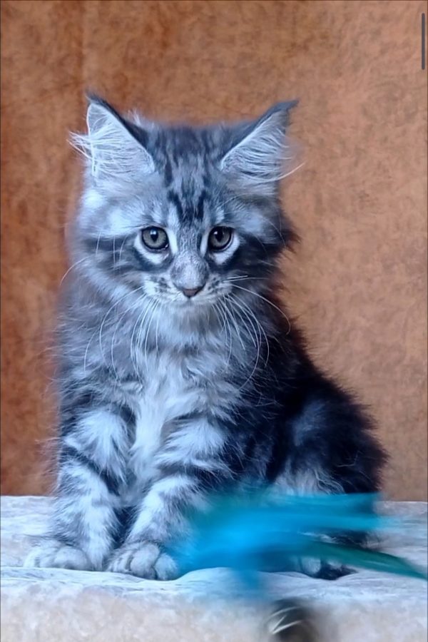 Urania Maine Coon