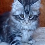 Urania-female-maine-Coon-cat-puppy-for-sale-1 (2)