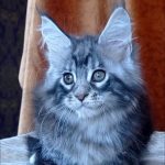 Urania-female-maine-Coon-cat-puppy-for-sale-1 (3)
