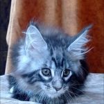 Urania-female-maine-Coon-cat-puppy-for-sale-1 (4)