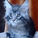 Urania-female-maine-Coon-cat-puppy-for-sale-1 (5)