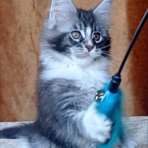 Uslada Maine Coon